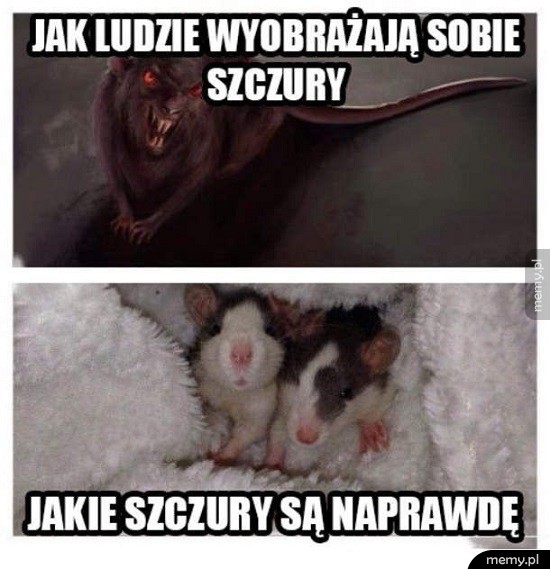 Szczury