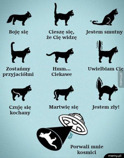 Jak koty okazują emocje