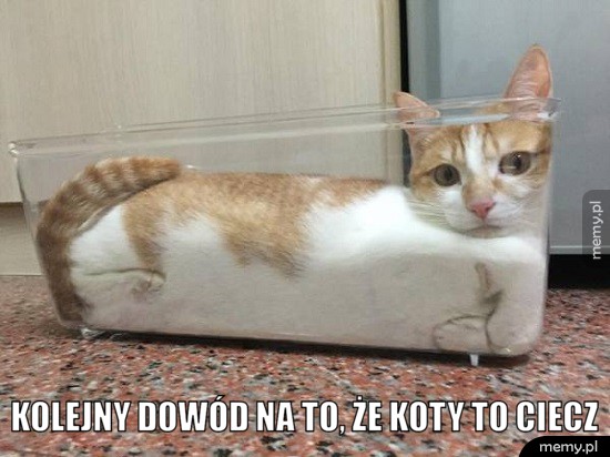 Koty to ciecz