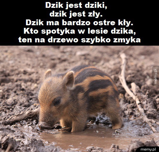 Zły dzik