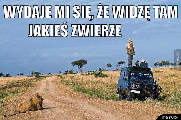              Safari      