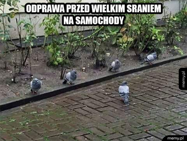 Armia gołębi