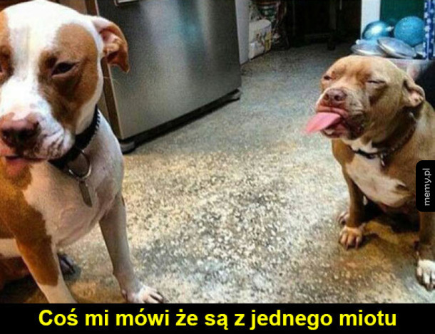 Rodzeństwo