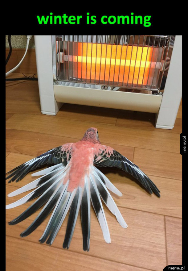 Papuga i grzejnik